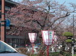 弘前城桜.jpg
